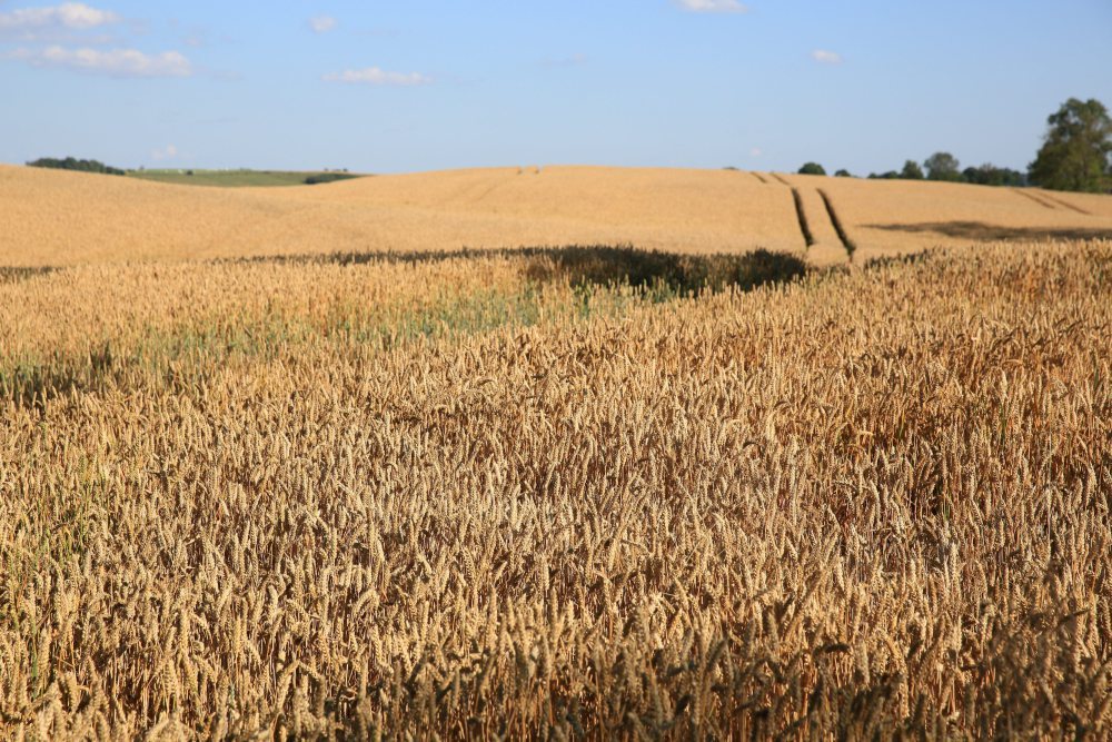 Wchodzi w życie ustawa dotycząca wspólnot gruntowych